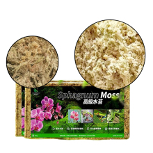 Wholesale Green Preserved Dry Sphagnum Moss and Lichen - Natural Peat Moss