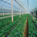 Economica Greenhouse