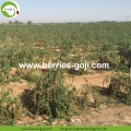 Factory Supply Fruits Top quality 1KG Goji Berry