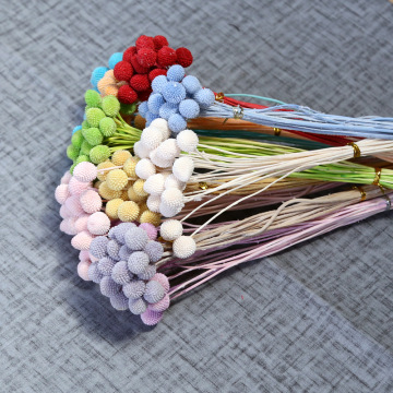 Wholesale Preserved Foliage: Preserved Flower Craspedia and Billy Balls