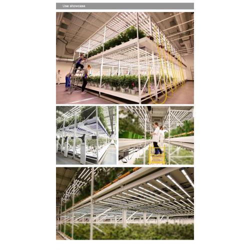 Luz de cultivo de 640 vatios para plantas de interior de espectro completo