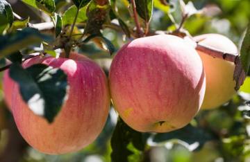 Round Fresh Cheap Qinguan apple