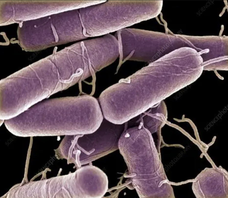 Polvo de fermentación de Bacillus Subtilis Bacillus Subtilis Fermentation Powder