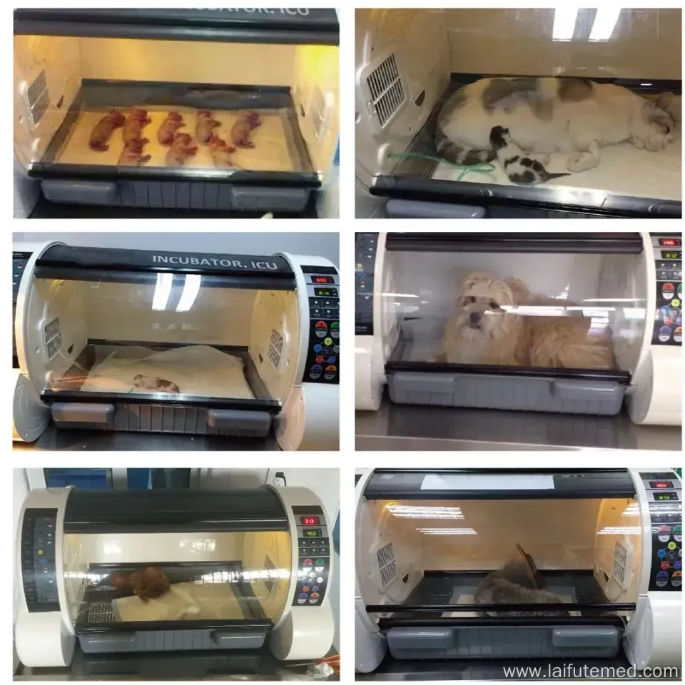 Puppy Incubator for Sale