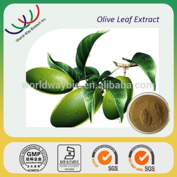 free sample oleuropein,HACCP Kosher FDA olive leaf extract,pure natural 10% 20% oleuropein