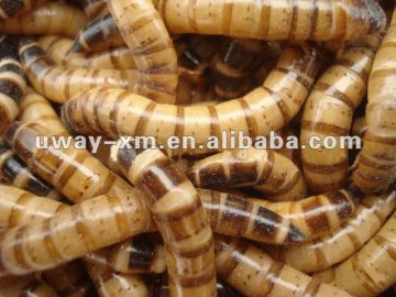 Rich nutrition dried mealworms