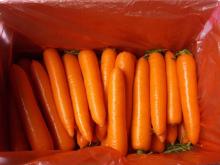 Beautiful Appearance Fresh Carrot In Good Quality