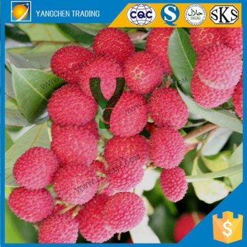 Canned lychee fruit healthy food Organic lychee fruit