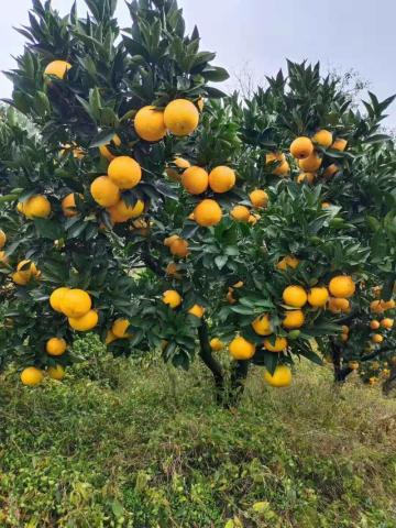 new crop fresh robert orange