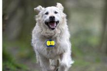 480P 30fps 0.3MP Action Video Cameras Mini Video Pet Camera