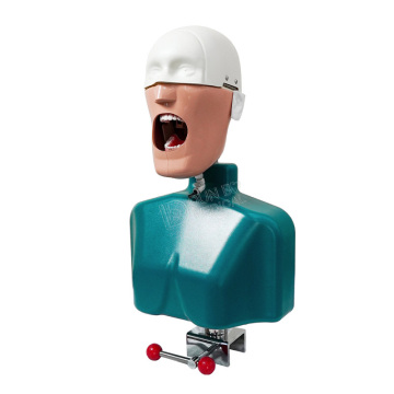 Teaching Equipment Dental Manikin Head Simulator