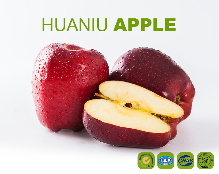 China Fresh red delicious fruit huaniu apple