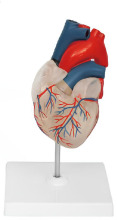 Anatomic model of transparent heart