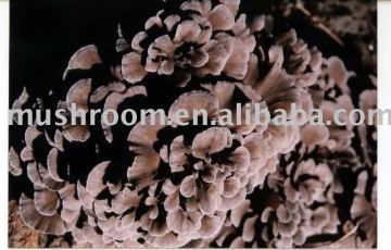 Maitake Mushroom Extract,Mushroom Polysaccharide,mushroom extract