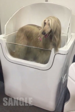 Popular ozone spa bath for dogs acrylic