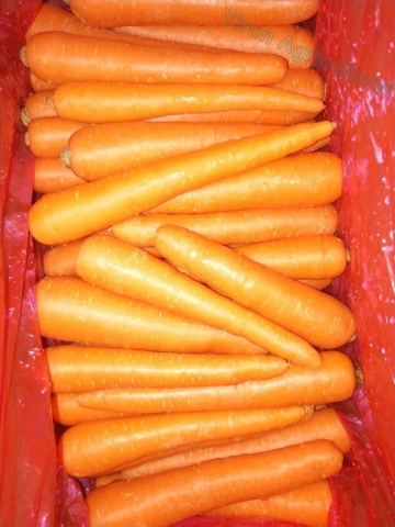 New Crop Fresh Red Carrot