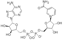 beta-Diphosphopyridine nucleotide CAS 53-84-9