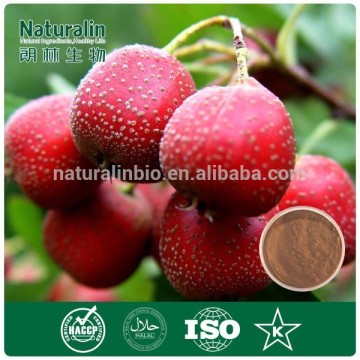 100% Natural Hawthorn Extract/Hawthorn Berry Extract