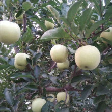 Ningxia nya färsk frukt organiska Golden Delicious Apples