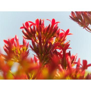 Усиление иммунной системы Rhodiola Rosea Extract