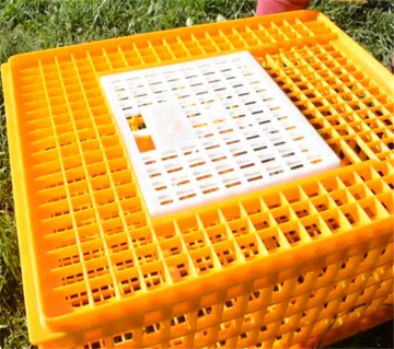 Used Poultry Crates - Plastic Transport Cage for Chicken Farms