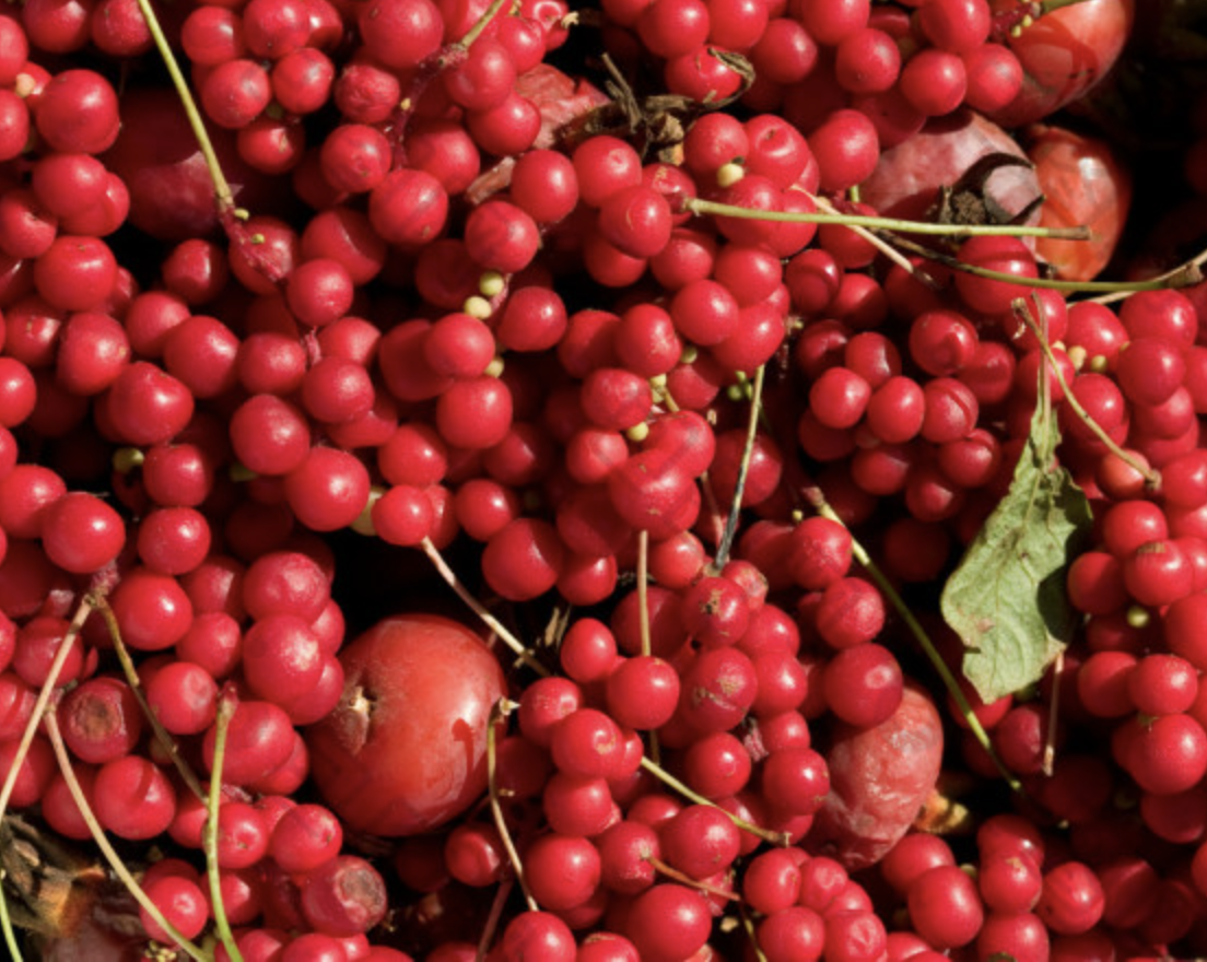 Поставщик экстракта лимонника Schisandra Extract Supplier