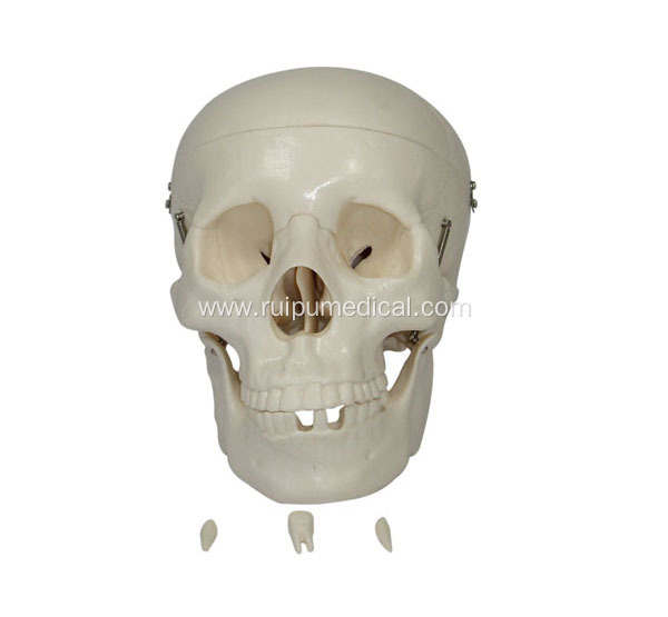 Life-Size Skull Model for Medical Teaching