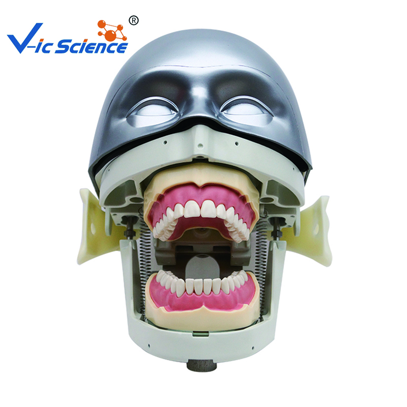 Dental Phantom Head Model