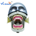 Μοντέλο ιατρικής οδοντιατρικής Phantom Head για νοσοκομειακή σχολή