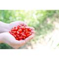 Ningxia New crop Organic /Low residues Goji berry