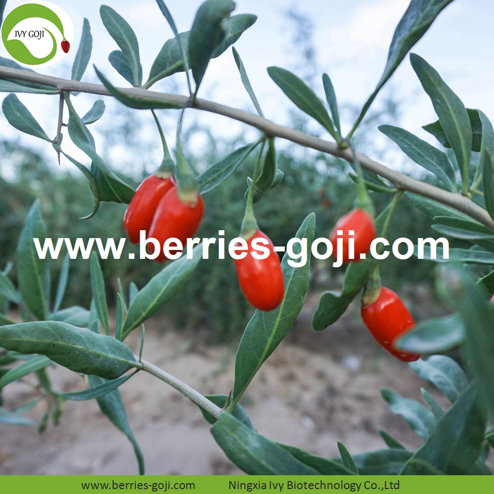 Goji-Beeren goji berry