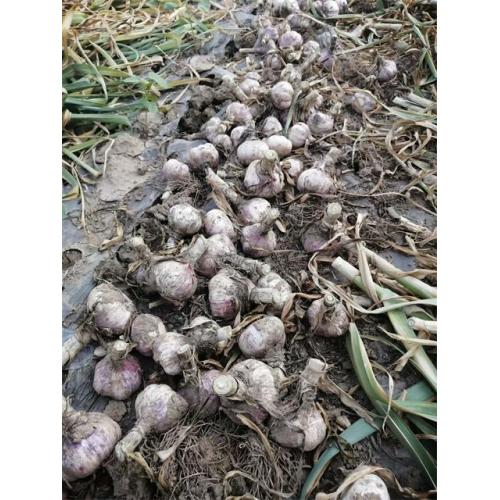 New Crop 2020 Normal Garlic