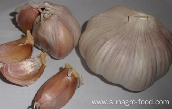 Organic Purple Skins Of Garlic