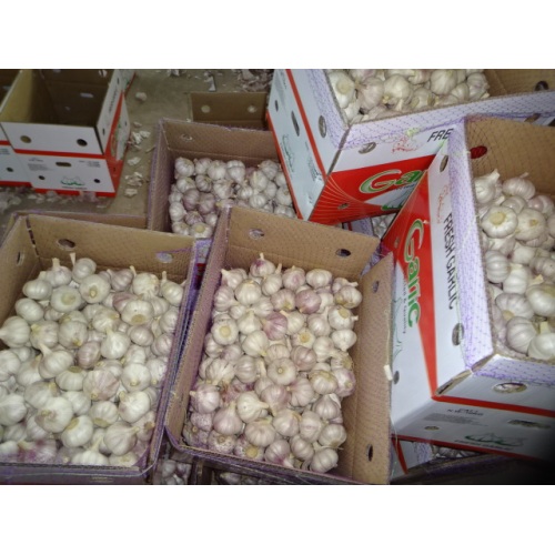 New Crop 2020 Normal White Garlic