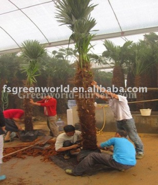 Trachycarpus fortunei windmill palms