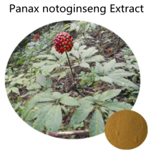 Buy online ingredients Panax notoginseng Extract powder