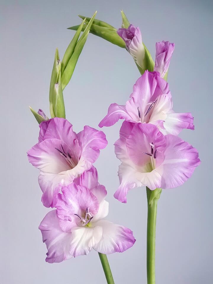 জুলিয়েট গ্ল্যাডিওলাস Juliet Gladiolus