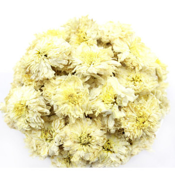 Chrysanthèmes naturels de haute qualité