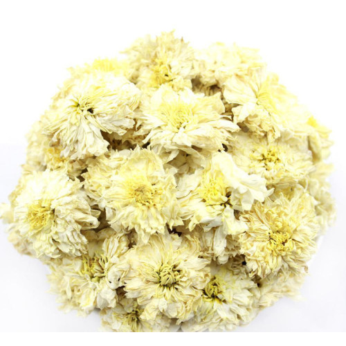 Chrysanthèmes naturels de haute qualité