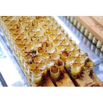 Fresh royal jelly with high quality