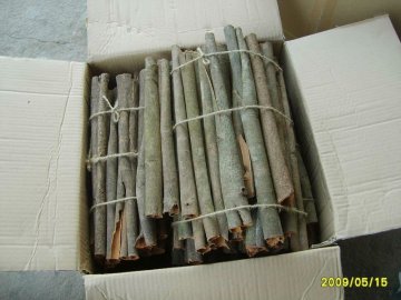 Chinese Cassia tube