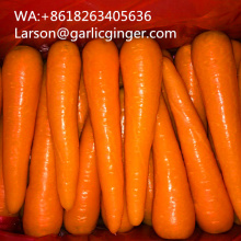 Class A Good Shape Fresh Carrots