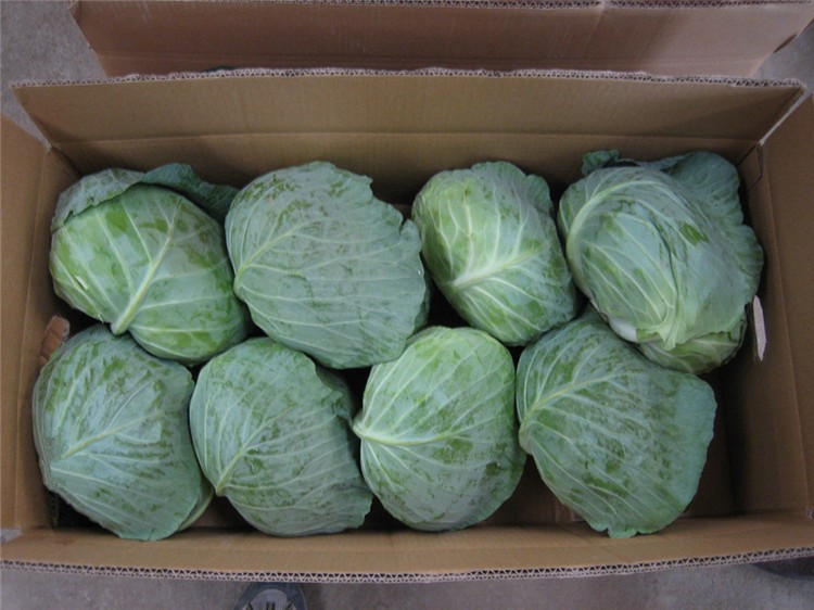 Chinese Fresh Cabbage Bulk Price