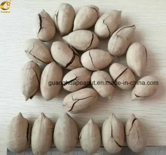 Perfect Quality Pecan Nuts New Crop