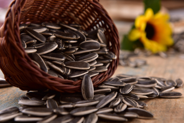 New Crop Quality Raw White Sunflower Seeds