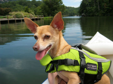 MYle Factory waterproof dog jackets