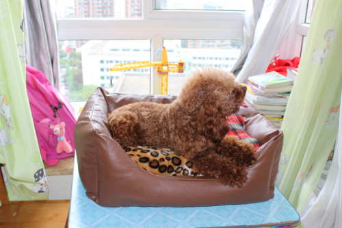 2015 fashion design rectangle memory foam dog bed from China Supplier