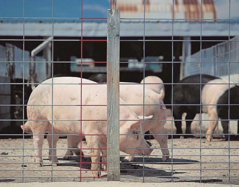 16' Livestock Panels Heavy Galvanized Hog Wire Mesh Fencing