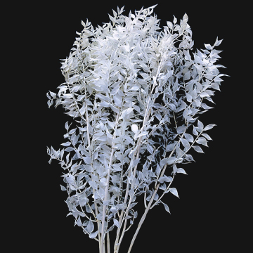 Dried Ruscus Branches Pure White, Gold, Silver for Wedding Decorations