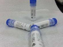 Goat anti Mouse-IgG Polyclonal Antibody Infectious Disease